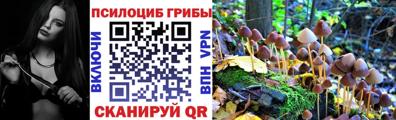 Купить где  Починок  Галлюциногенные грибы Psilocybe 